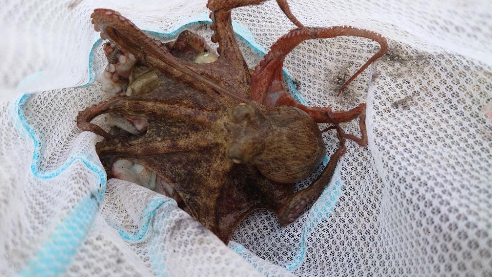 雨の合間にタコ