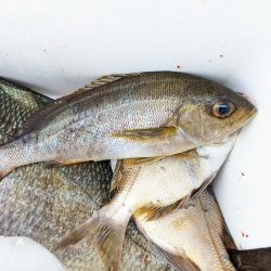 イサキまだまだ抱卵中