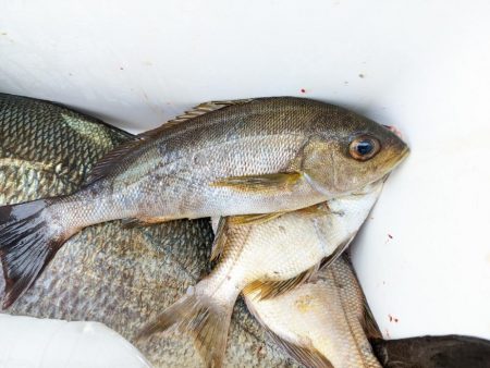 イサキまだまだ抱卵中