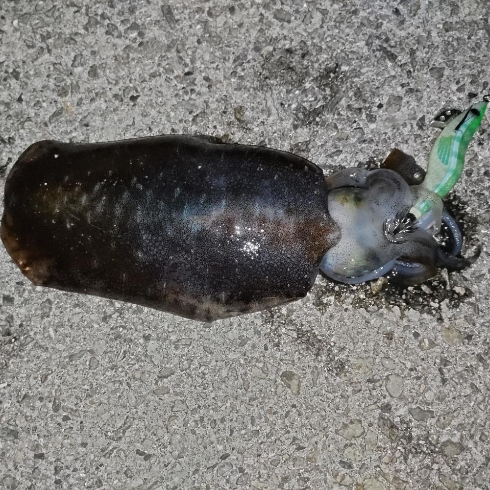 連日のエギング