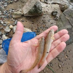 淀川手長エビのちハゼ