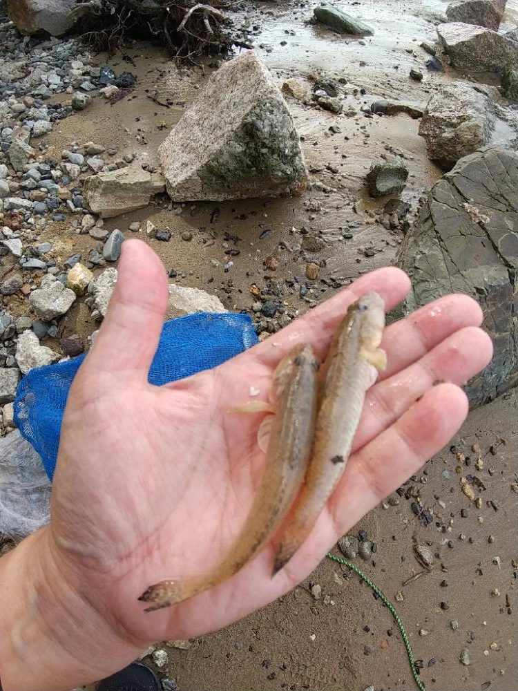 淀川手長エビのちハゼ