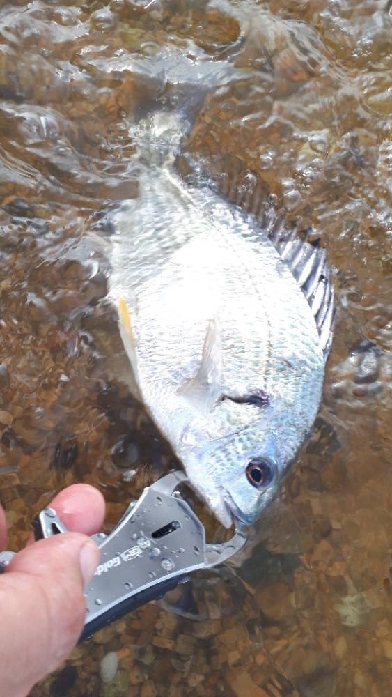 ウェーデイングチニング