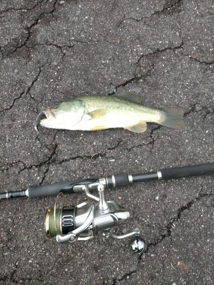 シーバスタックルでバス!!