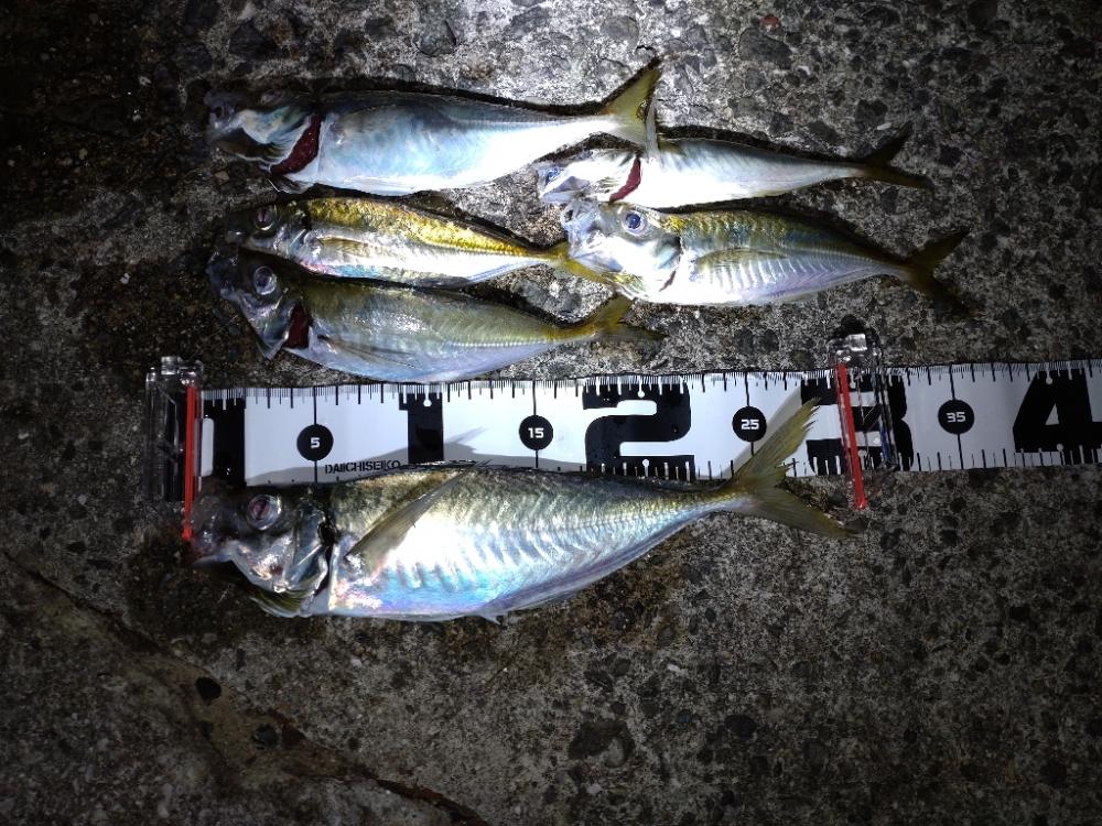 初場所でアジング