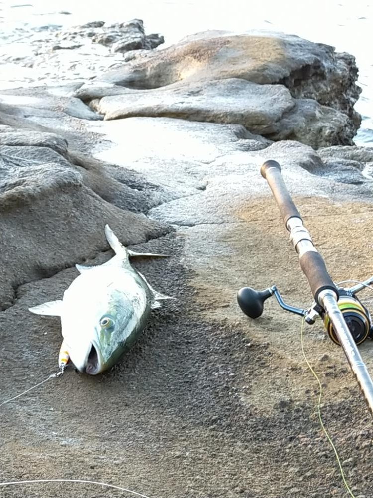 ワラサ（メジロ）今年初物！