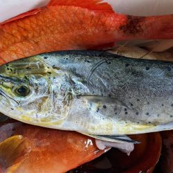 テンヤ･ルアー船 釣果