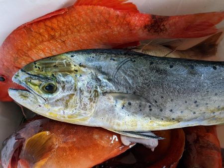 テンヤ･ルアー船 釣果