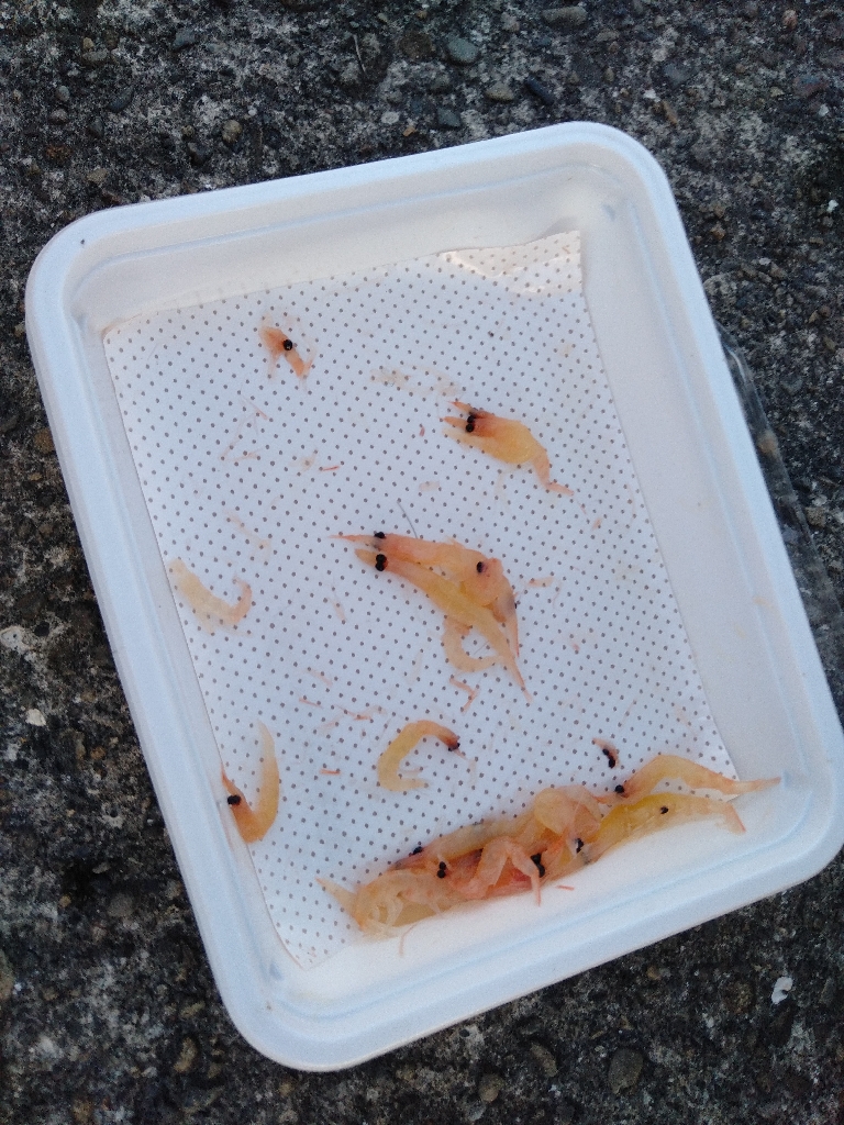 のんびりアジ釣り