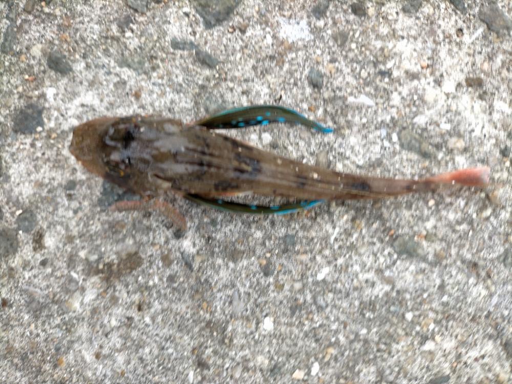 意外なゲストが!!