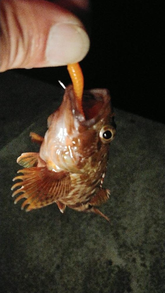 #1000スプール再テストライトソルト釣行