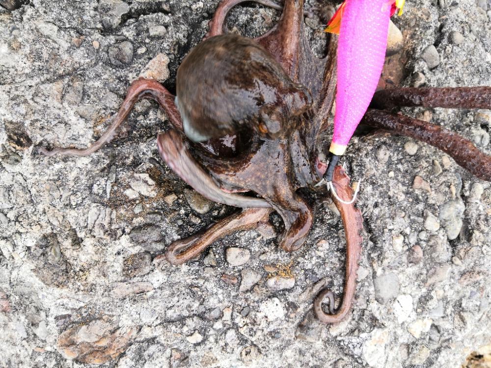 オクトパッシング 4