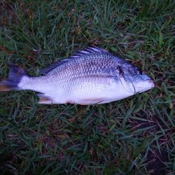 何とか一匹とチヌ