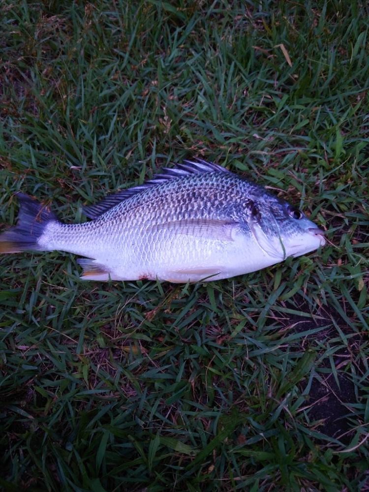 何とか一匹とチヌ