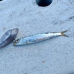 和歌山 加太 三邦丸さんで落とし込み便