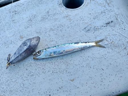 和歌山 加太 三邦丸さんで落とし込み便