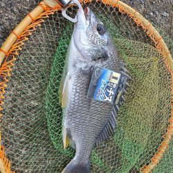 チヌ釣りとジグサビキで