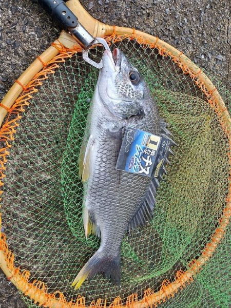 チヌ釣りとジグサビキで