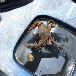 チヌ釣りメインで五目釣り狙いに