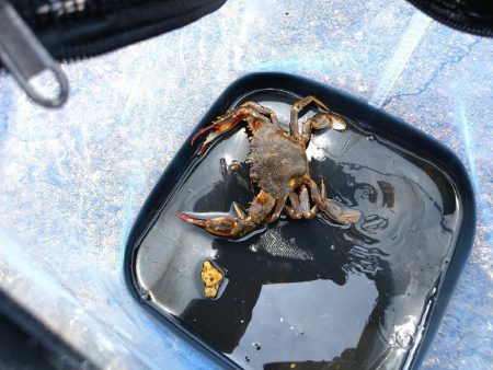 チヌ釣りメインで五目釣り狙いに