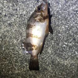 アジ探し@戸津井周辺