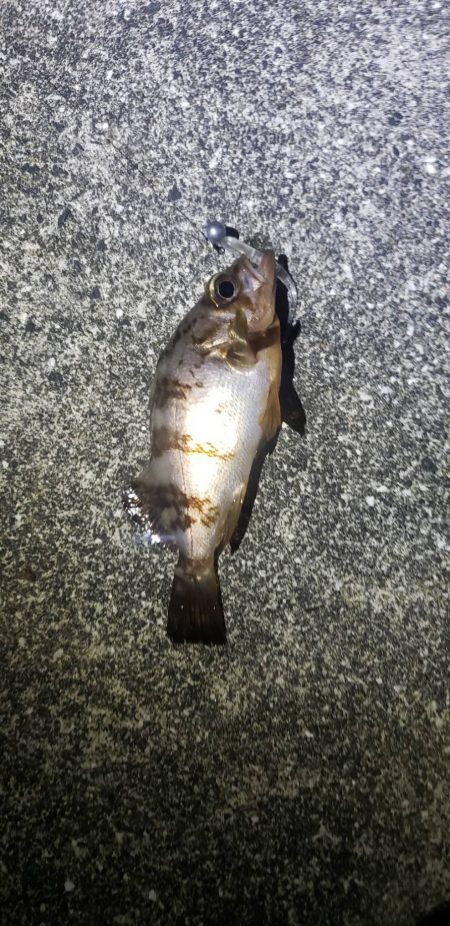 アジ探し@戸津井周辺