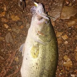 ジャッカルルアー祭り