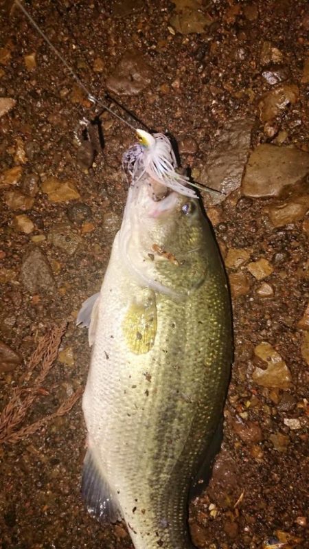 ジャッカルルアー祭り