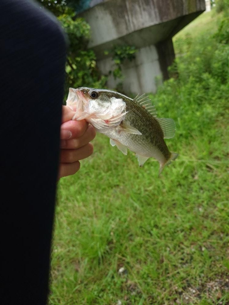 シーバス狙いのはずが！笑は