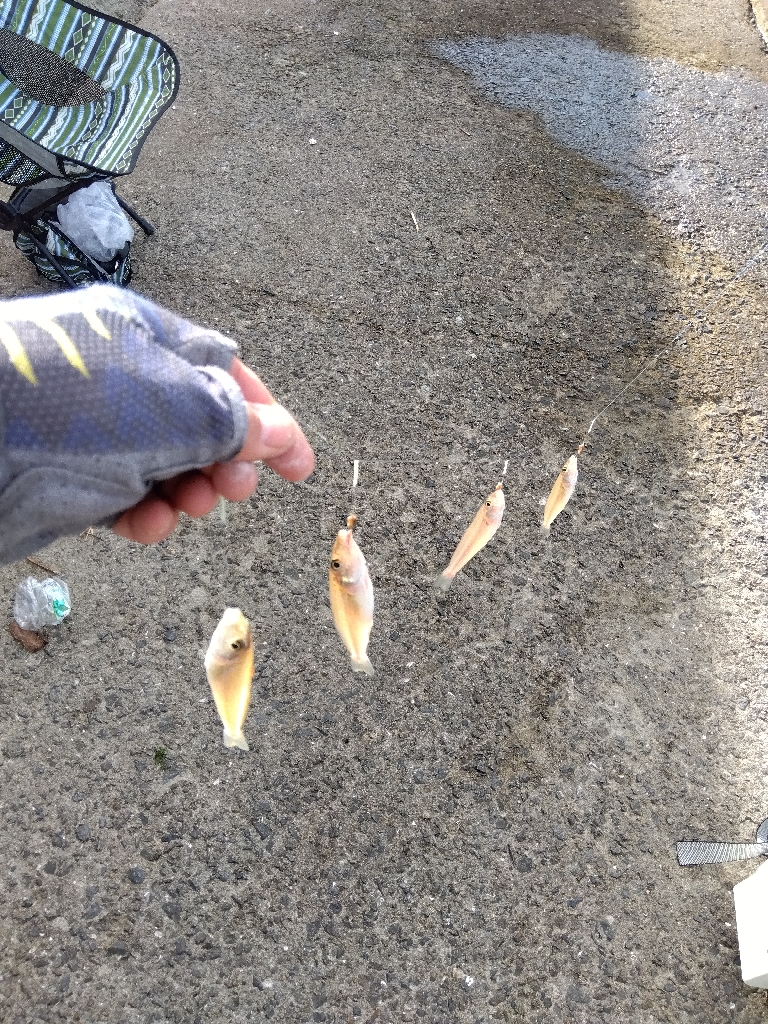 苅屋海岸のキス釣り