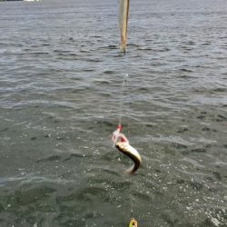 コスモでショアジギリハビリ