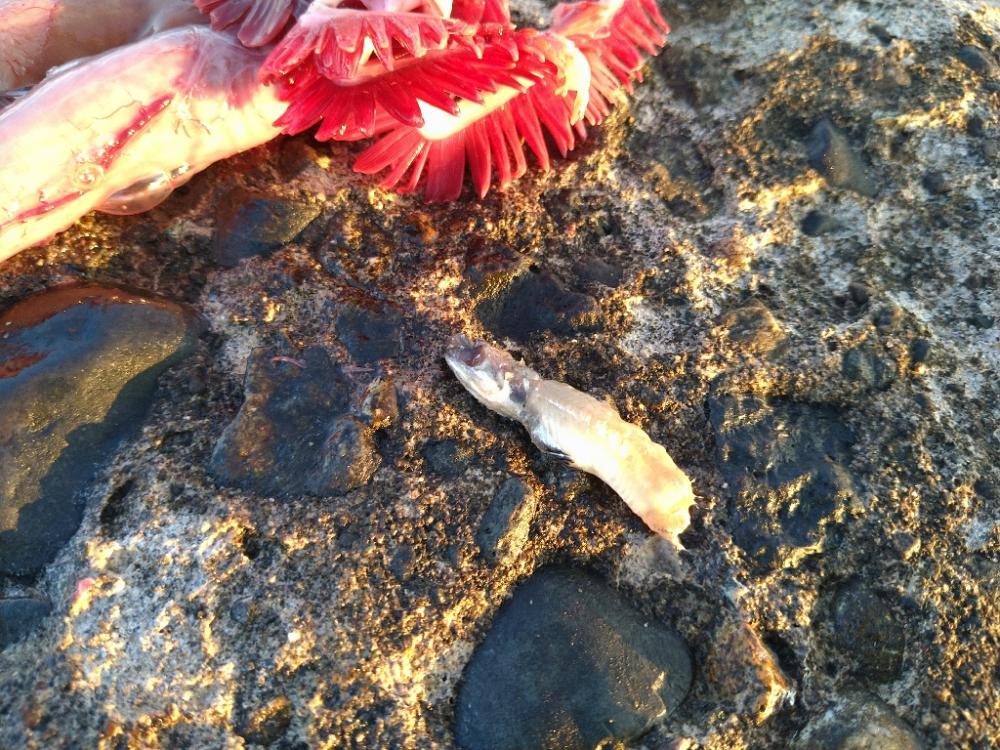 アジ狙いのはずなんです