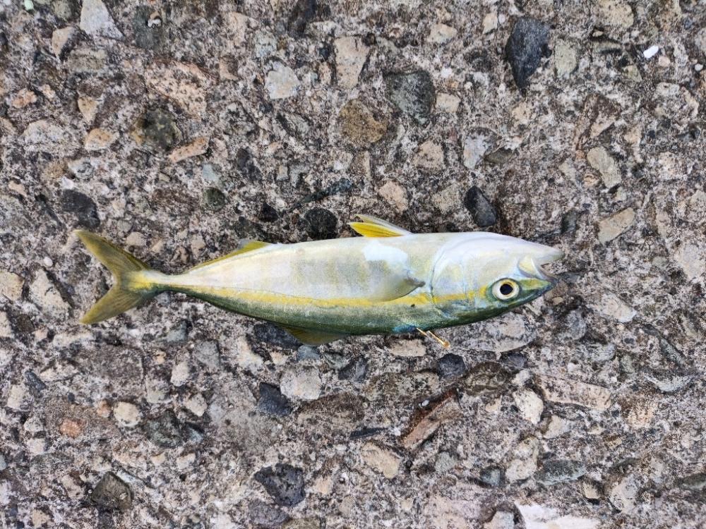 アジングの楽しさはコレか