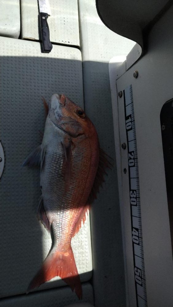 久々のタイラバでマダイ