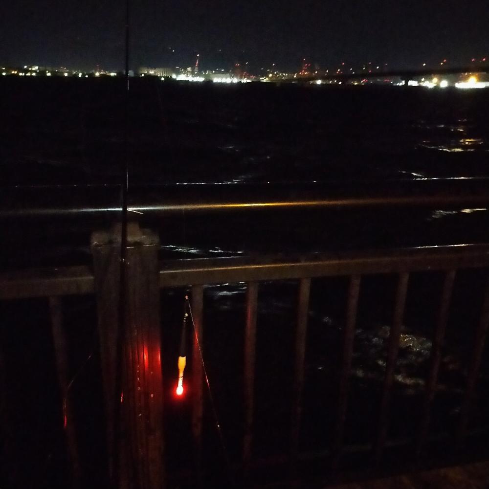 エビ撒き　アコウ狙い