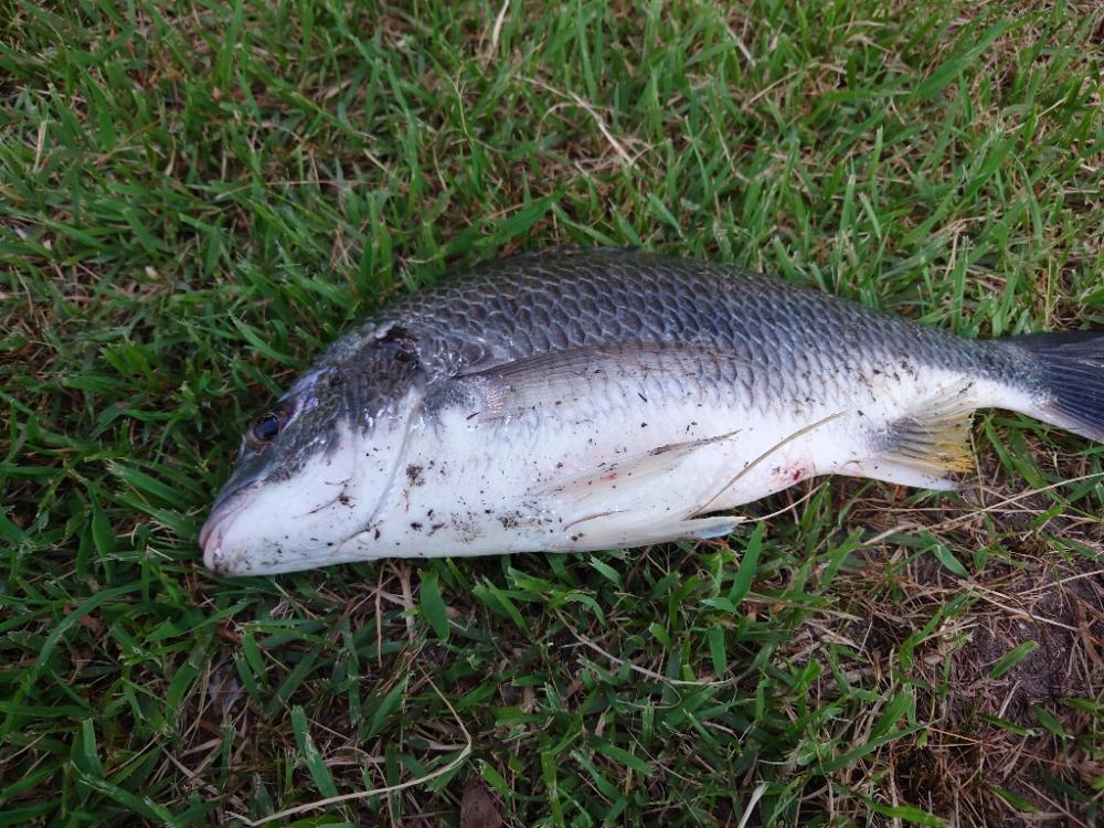 シーバスのはずがチヌ