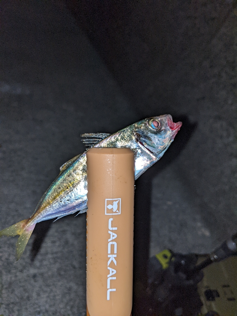 久々のエリアで久々のライトゲーム