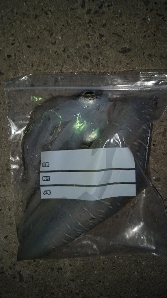 アオリイカエギング