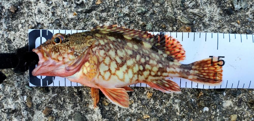 何が釣れるかな？