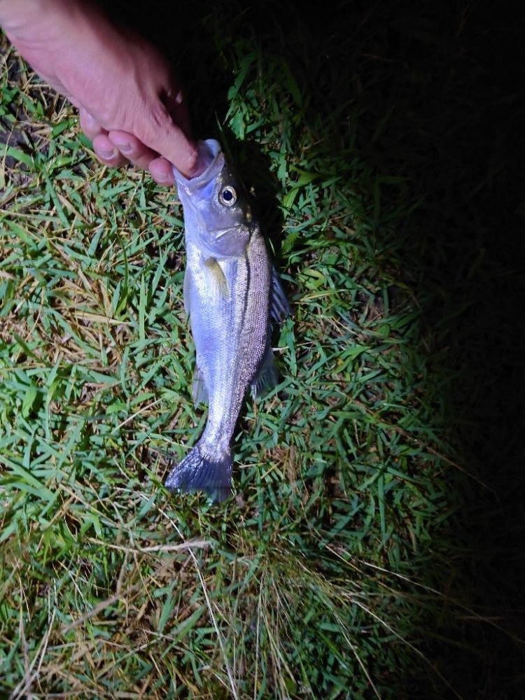 何とかチーバス1匹