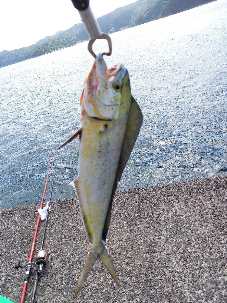 小浦一文字でシイラ