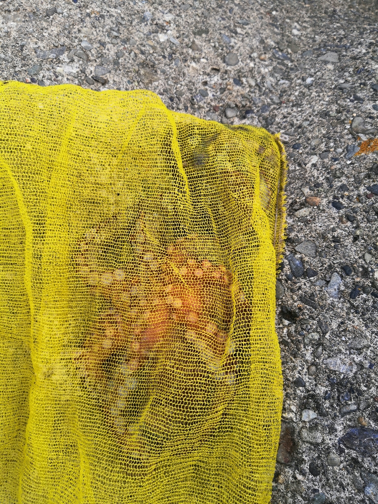 オクトパッシング 19