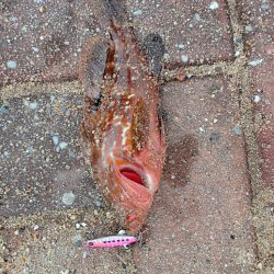 ミニアコウ釣り