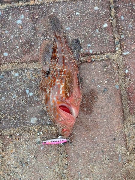 ミニアコウ釣り