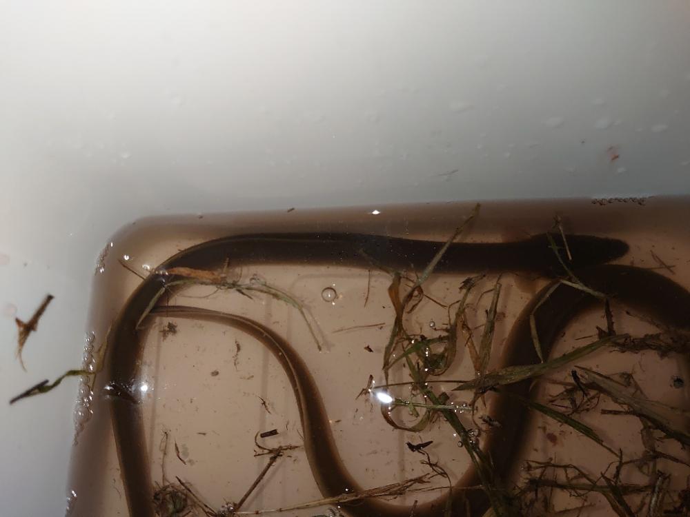 初めてのうなぎ釣り