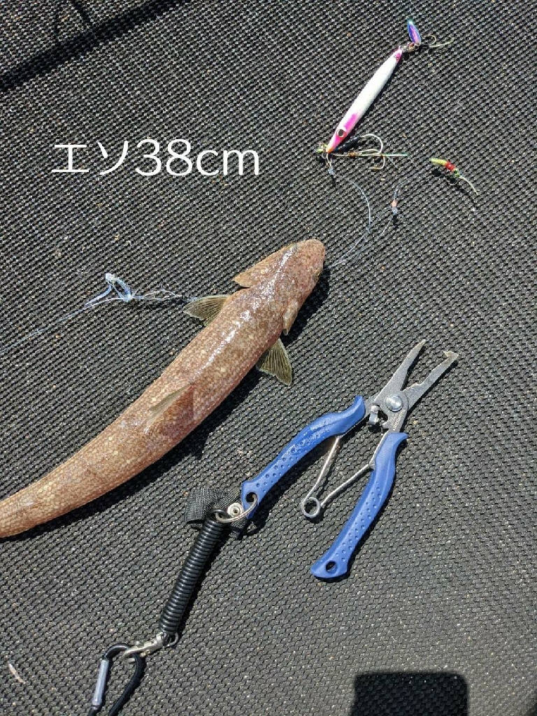 変則ジグサビキ泳がせでヒラスズキ＆シオGET笑