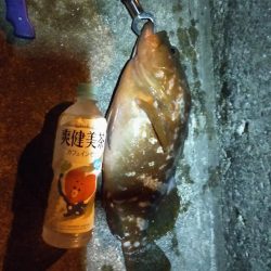 エビ撒き　アコウ