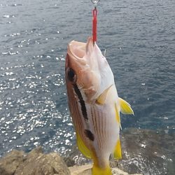 沖磯ショアジギング