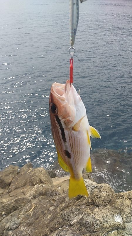 沖磯ショアジギング