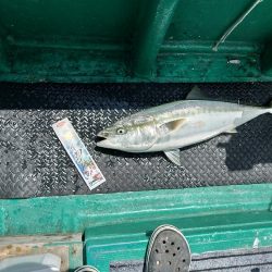 落とし込み(アンダーベイト)